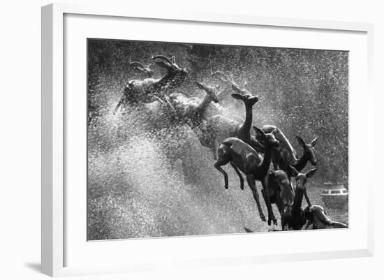 Springboks Statue-null-Framed Photographic Print