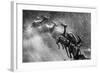 Springboks Statue-null-Framed Photographic Print