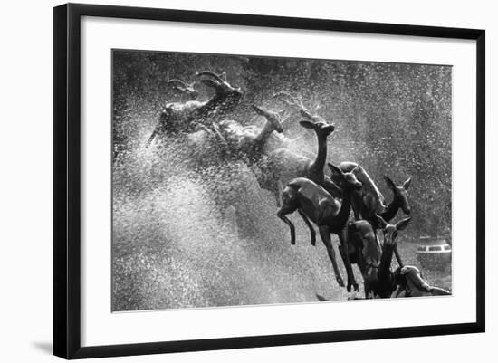 Springboks Statue-null-Framed Photographic Print