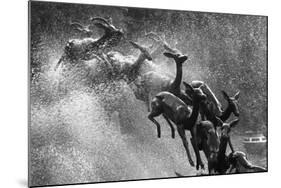 Springboks Statue-null-Mounted Photographic Print