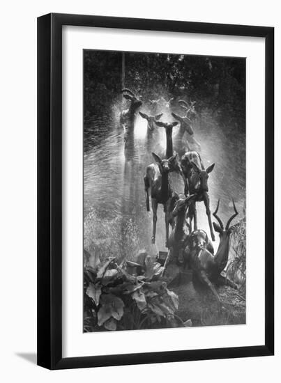 Springboks Statue-null-Framed Photographic Print