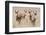 Springboks-Ivana Tacikova-Framed Premium Photographic Print