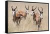 Springboks-Ivana Tacikova-Framed Stretched Canvas