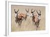 Springboks-Ivana Tacikova-Framed Photographic Print