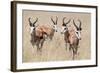 Springboks-Ivana Tacikova-Framed Photographic Print