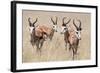 Springboks-Ivana Tacikova-Framed Photographic Print