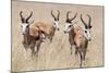 Springboks-Ivana Tacikova-Mounted Photographic Print