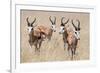 Springboks-Ivana Tacikova-Framed Photographic Print