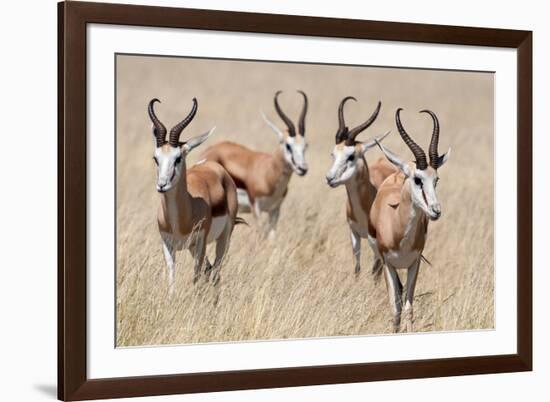 Springboks-Ivana Tacikova-Framed Photographic Print