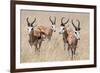 Springboks-Ivana Tacikova-Framed Photographic Print