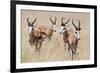 Springboks-Ivana Tacikova-Framed Photographic Print