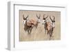 Springboks-Ivana Tacikova-Framed Photographic Print