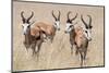 Springboks-Ivana Tacikova-Mounted Photographic Print