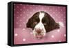 Springer Spaniel (Approx 10 Weeks Old)-null-Framed Stretched Canvas