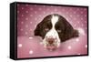 Springer Spaniel (Approx 10 Weeks Old)-null-Framed Stretched Canvas