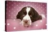 Springer Spaniel (Approx 10 Weeks Old)-null-Stretched Canvas