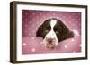 Springer Spaniel (Approx 10 Weeks Old)-null-Framed Photographic Print