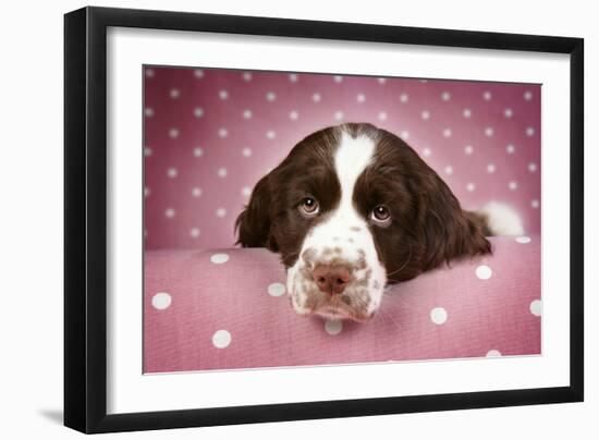 Springer Spaniel (Approx 10 Weeks Old)-null-Framed Photographic Print