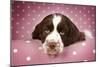 Springer Spaniel (Approx 10 Weeks Old)-null-Mounted Photographic Print