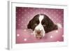 Springer Spaniel (Approx 10 Weeks Old)-null-Framed Photographic Print