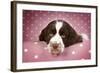 Springer Spaniel (Approx 10 Weeks Old)-null-Framed Photographic Print