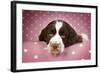 Springer Spaniel (Approx 10 Weeks Old)-null-Framed Photographic Print