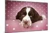 Springer Spaniel (Approx 10 Weeks Old)-null-Mounted Photographic Print