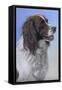 Springer Spaniel Brodie-Karie-Ann Cooper-Framed Stretched Canvas