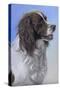 Springer Spaniel Brodie-Karie-Ann Cooper-Stretched Canvas