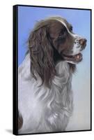 Springer Spaniel Brodie-Karie-Ann Cooper-Framed Stretched Canvas