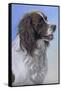 Springer Spaniel Brodie-Karie-Ann Cooper-Framed Stretched Canvas