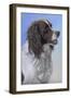 Springer Spaniel Brodie-Karie-Ann Cooper-Framed Giclee Print