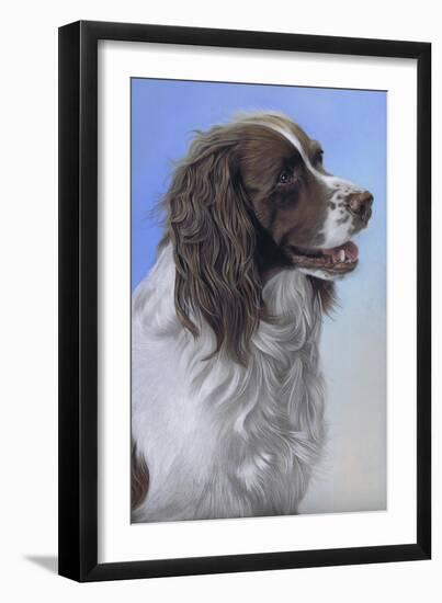 Springer Spaniel Brodie-Karie-Ann Cooper-Framed Giclee Print