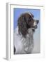 Springer Spaniel Brodie-Karie-Ann Cooper-Framed Giclee Print