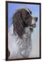 Springer Spaniel Brodie-Karie-Ann Cooper-Framed Giclee Print