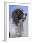 Springer Spaniel Brodie-Karie-Ann Cooper-Framed Giclee Print