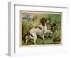 Springer Spaniel Card-null-Framed Art Print