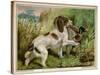 Springer Spaniel Card-null-Stretched Canvas