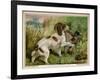 Springer Spaniel Card-null-Framed Art Print