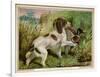 Springer Spaniel Card-null-Framed Premium Giclee Print