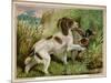 Springer Spaniel Card-null-Mounted Premium Giclee Print