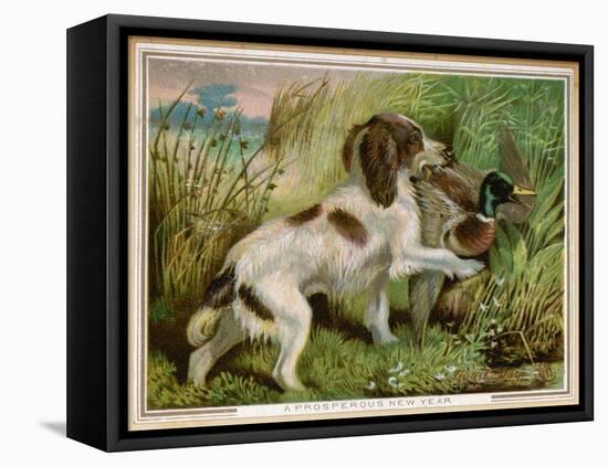 Springer Spaniel Card-null-Framed Stretched Canvas