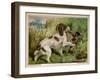 Springer Spaniel Card-null-Framed Art Print