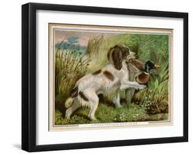 Springer Spaniel Card-null-Framed Art Print