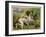 Springer Spaniel Card-null-Framed Art Print