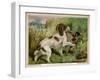 Springer Spaniel Card-null-Framed Art Print