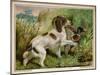 Springer Spaniel Card-null-Mounted Art Print