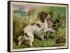 Springer Spaniel Card-null-Framed Stretched Canvas