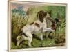 Springer Spaniel Card-null-Stretched Canvas