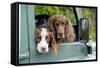 Springer Spaniel Dog and Field Spaniel-null-Framed Stretched Canvas